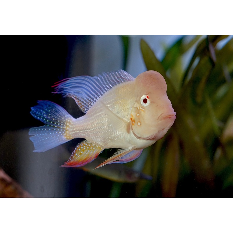 *Special* New Arrival- Male Hybrid Albino Heckelii with Hump Head