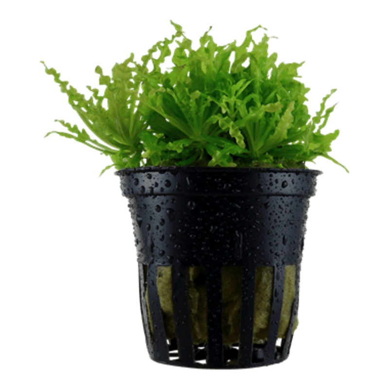 Tropica Pogostemon Helferi in Pot