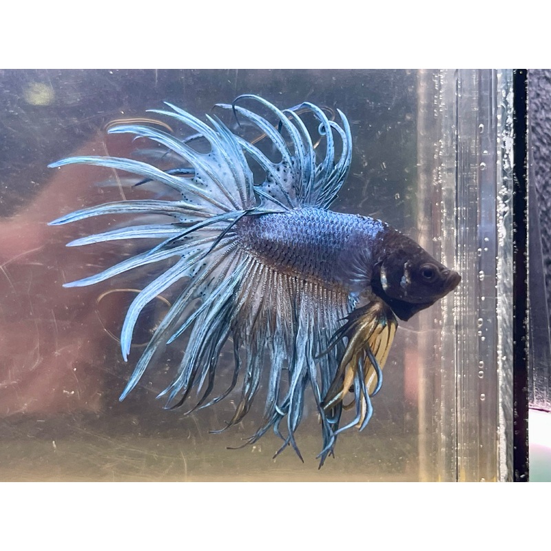 * Betta * Steel Blue CT #CT1 (Actual Fish)