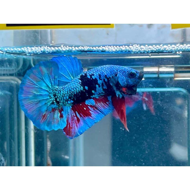 * Betta * Avatar HMPK #P2 (Actual Fish)
