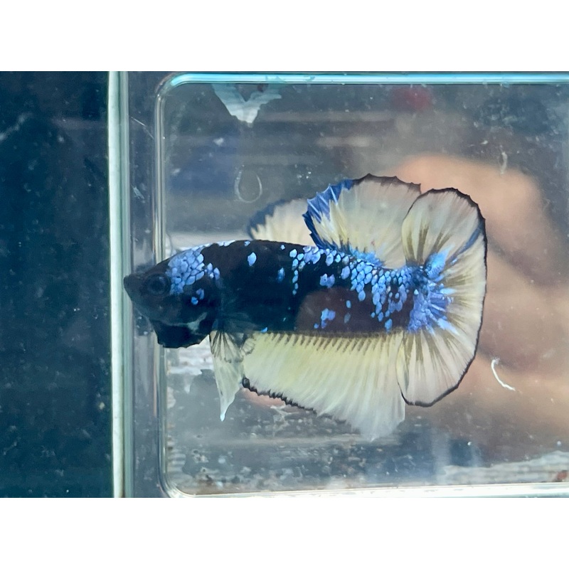 * Betta * Avatar HMPK #P4 (Actual Fish)