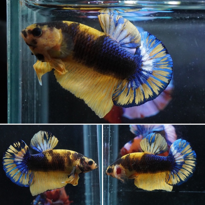 #11 (New Arrival) Yellow Fancy Blue Tail Plakat Betta Fish – High Quality Live Aquarium Male Betta Fish