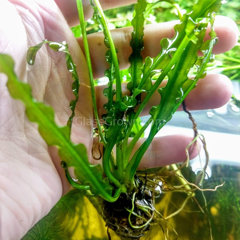 Aponogeton Longiplumulosus Bulb