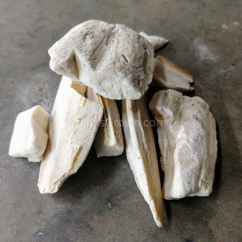 Cuttlebone by Weight 4 Grams