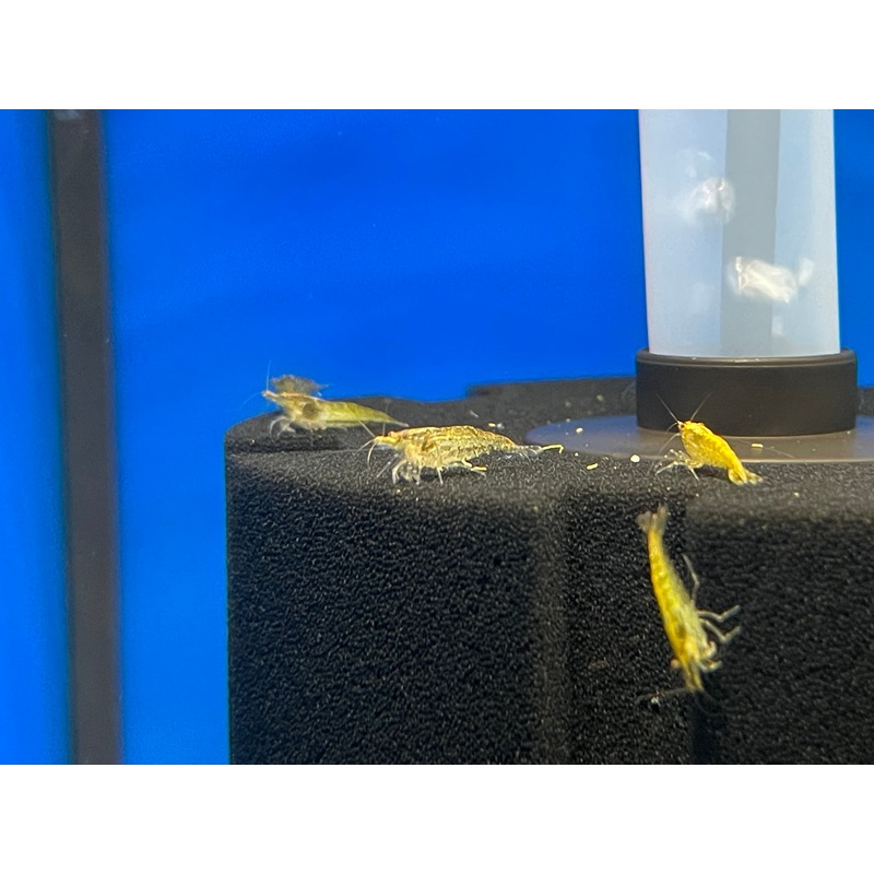 * Shrimps * Jade Green Shrimps (10 pieces)