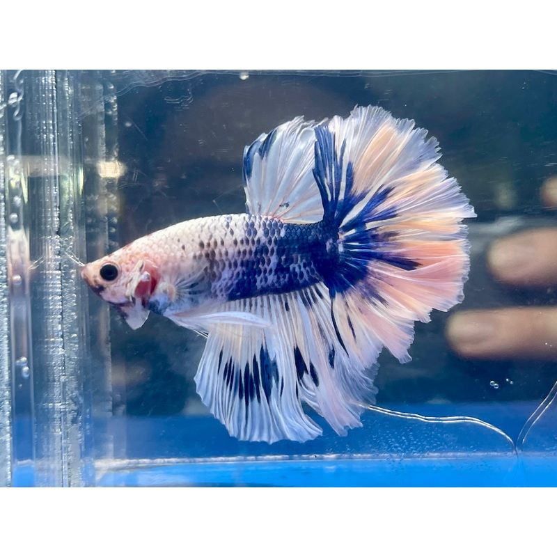 * Betta * Blue Marble HM #HM27 (Actual Fish)