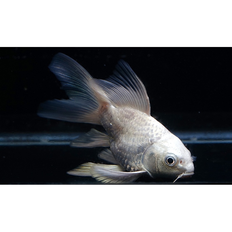 [LIMITED] Platinum Short Body Butterfly Koi Long Tail size 4 Tail Included (Lion Butterfly Koi)