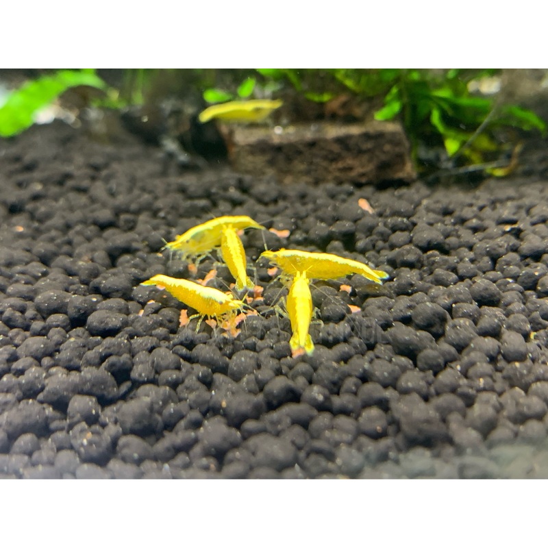 * Shrimps * Gold Back Yellow Shrimps (10 pieces)
