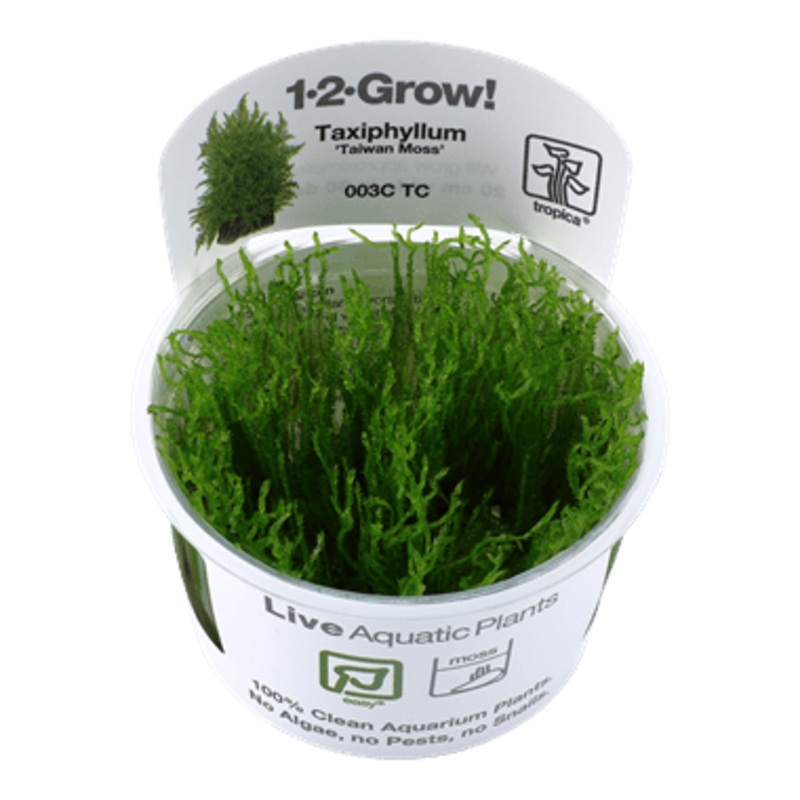 Tropica Taxiphyllum ‘Taiwan moss’ 1-2-GROW!