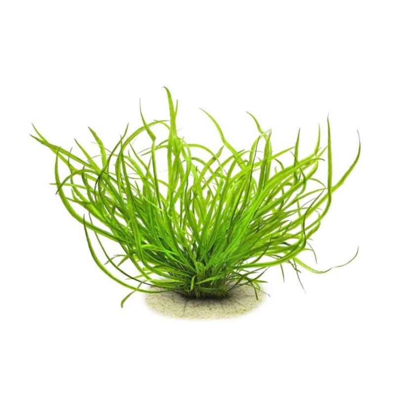 ADA IC685 Cryptocoryne Spiralis Caudigera | TC Live Plant