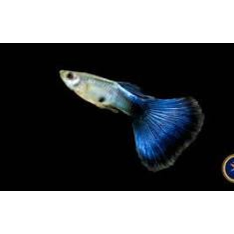 Blue Diamond Guppy