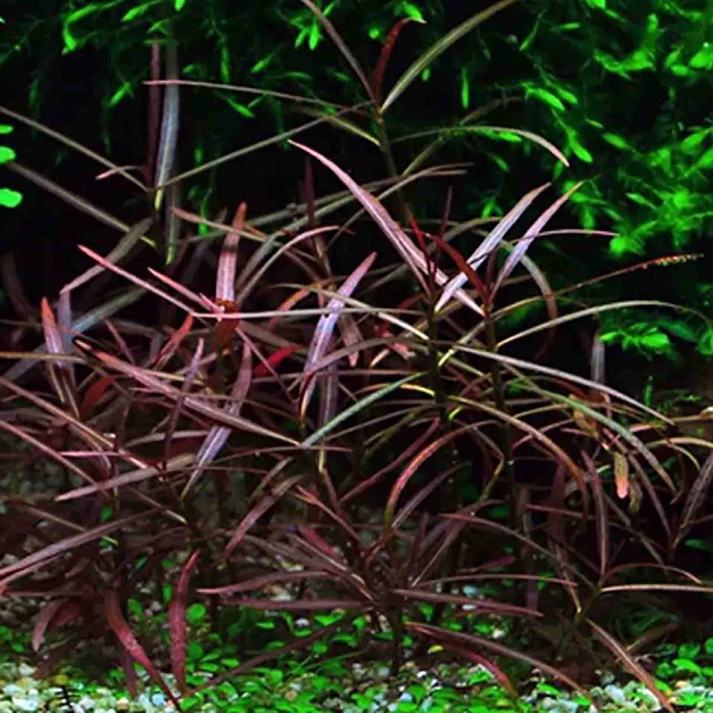 Hygrophila lancea Araguaia Live Plant – Tissue Culture