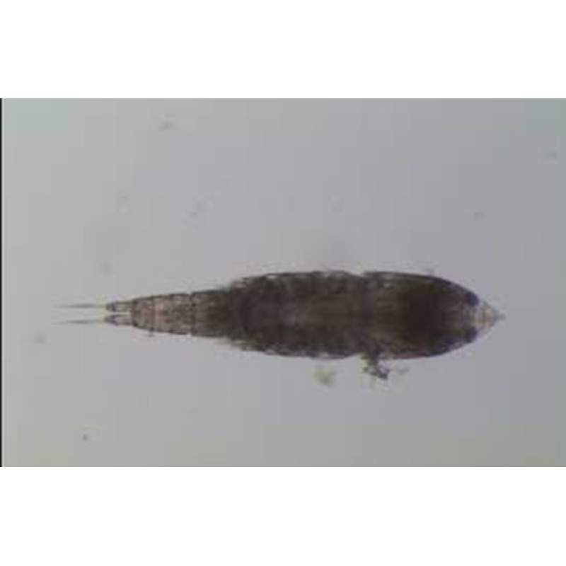 Marine Harpacticoida Euterpina Copepod