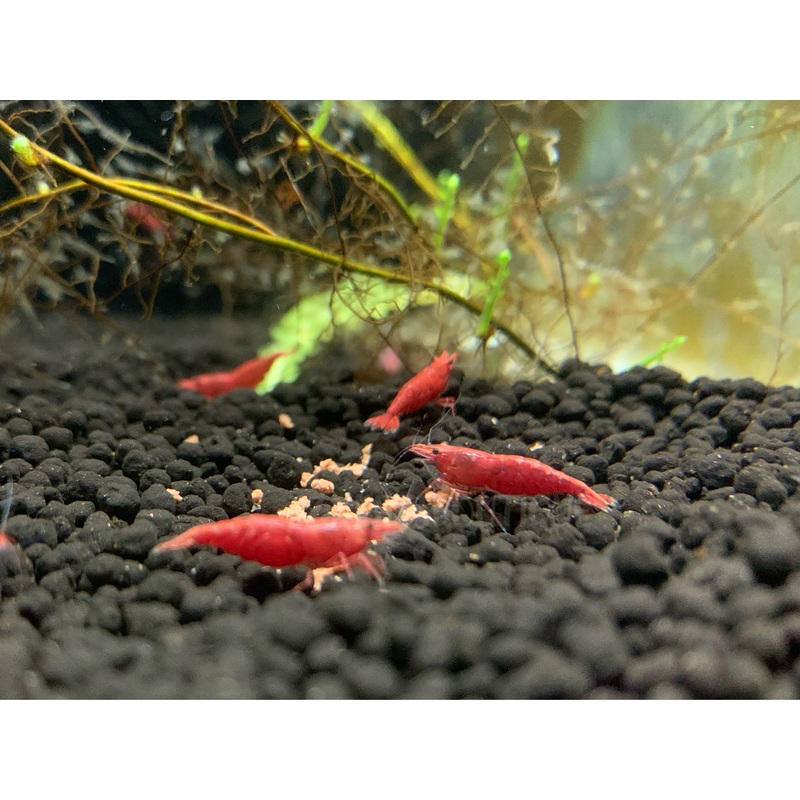 * Shrimps * Fire Red Shrimps (10 pieces)