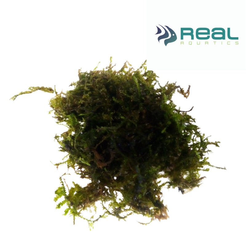 Vesicularia Montagnei ‘Christmas’ Moss