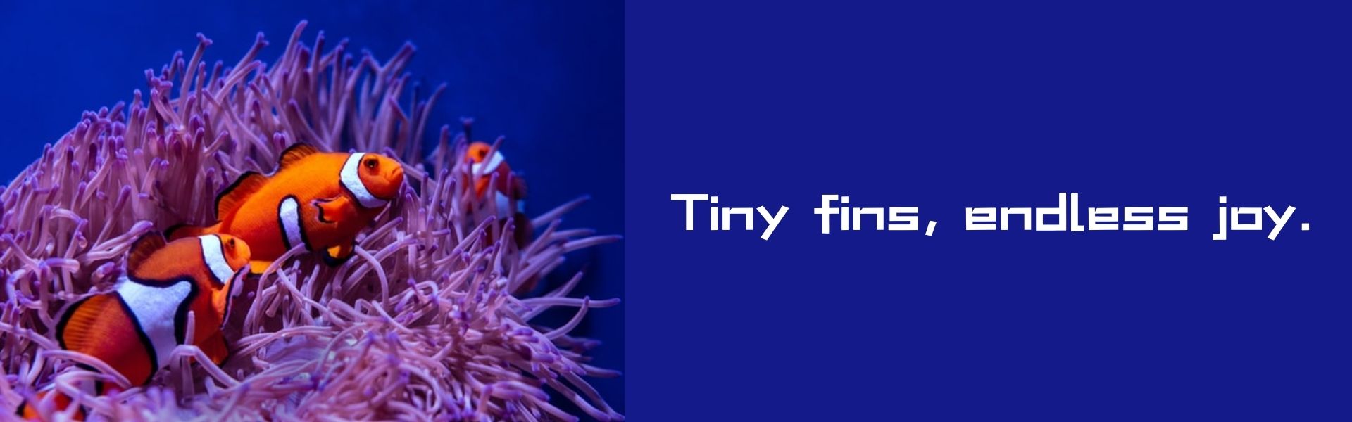 Healthy and Vibrant Fish – Aquarium Fish, Freshwater Species, Exotic and Colorful Varieties